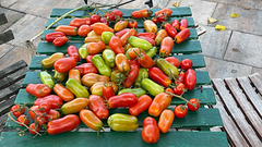 Letzte Tomatenernte