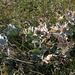 20140908 4919VRAw [NL] Stranddistel (Eryngium mantimum),, Terschelling