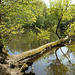 Etang de Bonnelles