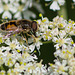 eristale du ver (Eristalis sp) eristale du ver (Eristalis sp)