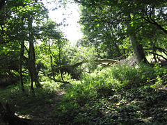 Woodland south of Seedgreen Park Pools
