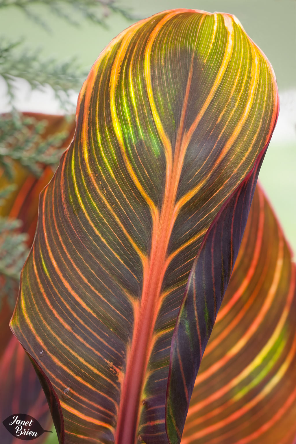 354/366: Unfurling Canna Leaf