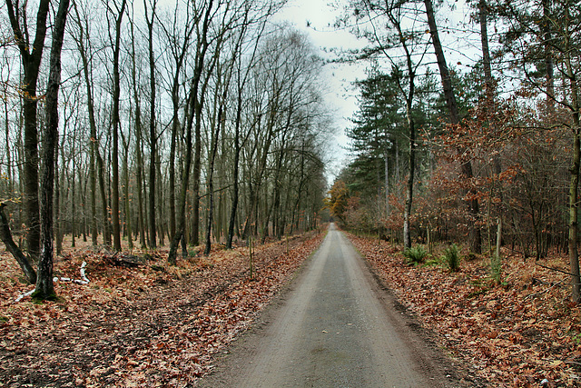 Ahsener Allee (Haard, Oer-Erkenschwick) / 1.12.2018