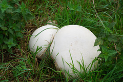 Riesenboviste  (Calvatia gigantea) III