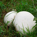 Riesenboviste  (Calvatia gigantea) III