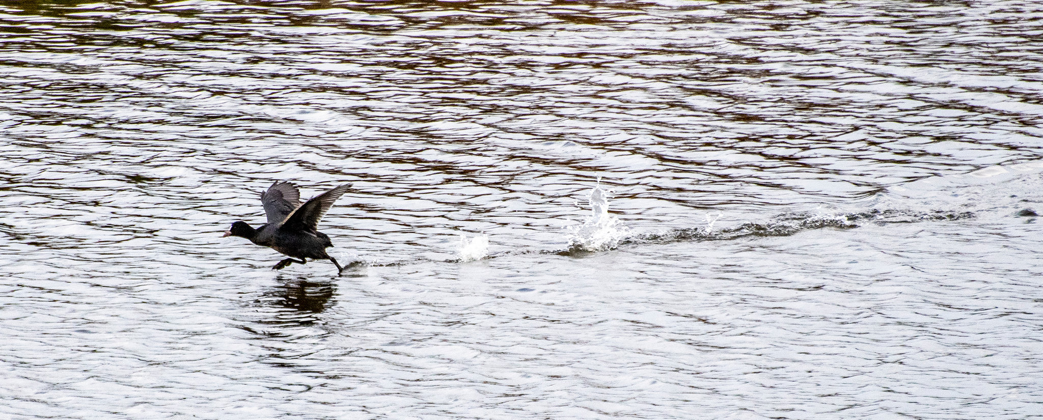 A coot running on water