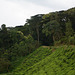 Uganda, Road Enters Bwindi Forest