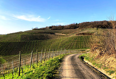 Spaziergang durch die Weinberge