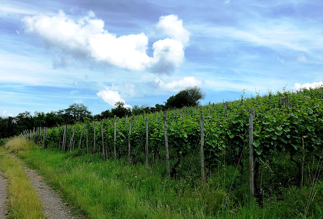 Bachemer Weinberge