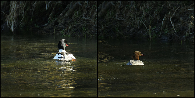 Mergus merganser....