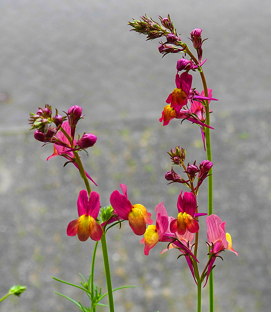 20220517 1053CPw [D~LIP] Marokkanisches Leinkraut (Linaria maroccana), Balkonblumen, Bad Salzuflen