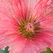 pink hollyhock 1