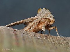 Angle Shades Moth (Phlogophora meticulosa)