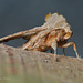 Angle Shades Moth (Phlogophora meticulosa)