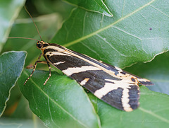 Jersey Tiger Moth