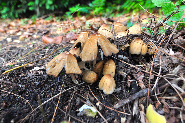 Mushrooms