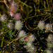 20140908 4918VRAw [NL] Terschelling