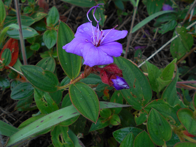 DSCN5270 - quaresmeira Tibouchina urvilleana, Melastomataceae