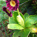 068  Aus Primula auricula gezüchtete Primelschönheit
