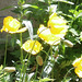 Some Icelandic poppies in my driveway