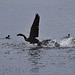 Canada Goose up up and away