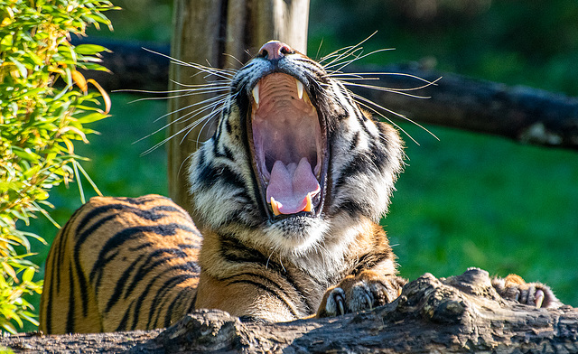 Tigress