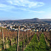 Spaziergang durch die Weinberge