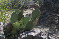 Engelmann's Prickly Pear