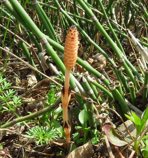 Rough Horsetail flower (Equisetum hyemale)