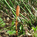 Rough Horsetail flower (Equisetum hyemale)