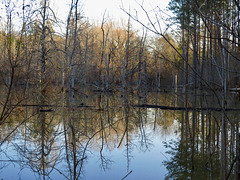 Beaver pond
