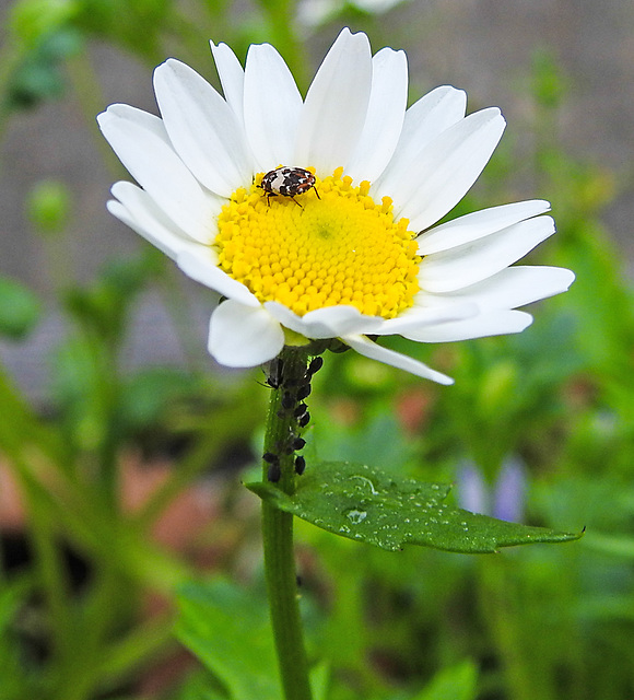 20220517 1054CPw [D~LIP] Wiesen-Margerite (Leucanthem vulgare agg), Wollkrautblütenkäfer, Blattlaus, Bad Salzuflen