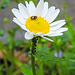 20220517 1054CPw [D~LIP] Wiesen-Margerite (Leucanthem vulgare agg), Wollkrautblütenkäfer, Blattlaus, Bad Salzuflen