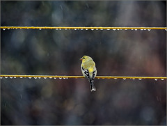 The other goldfinch