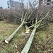 Cut-down trees