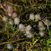 20140908 4917VRAw [NL] Terschelling