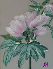 Paeonia