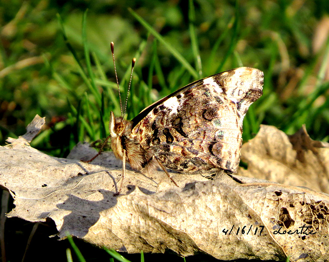 Red Admiral in our yard