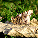 Red Admiral in our yard