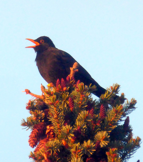 Amselgesang auf der Baumspitze