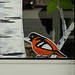 Day 4, paintings on front door of Leamington hotel, Ontario