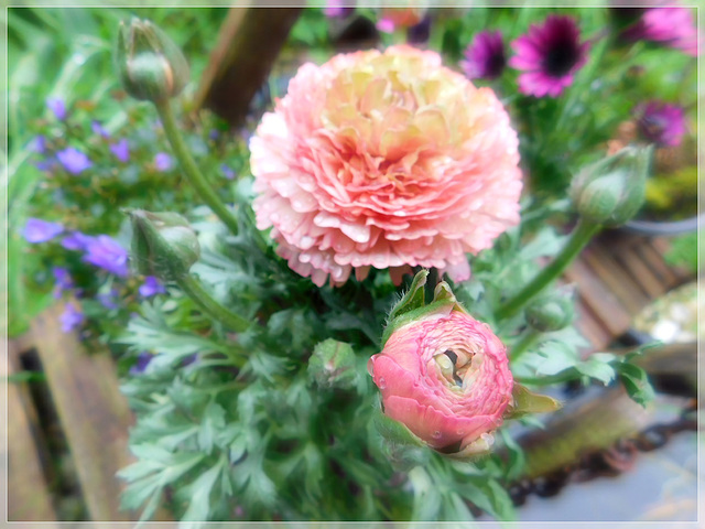 Au jardin : Renoncules avec effet de mon appareil photo