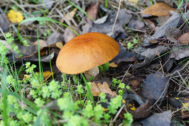 Wunderschöner brauner Pilz