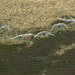 Whooper Swans