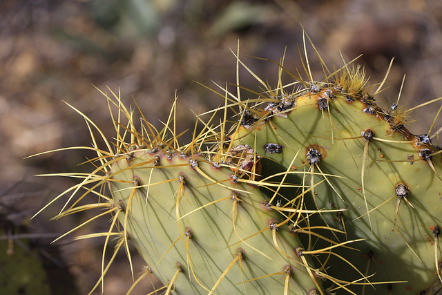 Engelmann's Prickly Pear