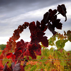 La vigne en habits de fêtes avant de s'endormir