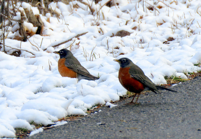 21°F (-6°C) Robins on April 1st in Michigan.