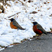 21°F (-6°C) Robins on April 1st in Michigan.