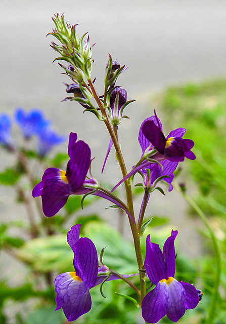 20220517 1056CPw [D~LIP] Marokkanisches Leinkraut (Linaria maroccana), Balkonblumen, Bad Salzuflen