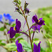 20220517 1056CPw [D~LIP] Marokkanisches Leinkraut (Linaria maroccana), Balkonblumen, Bad Salzuflen